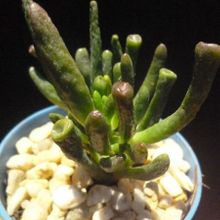 A photo of Crassula ovata cv. gollum