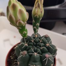 Una foto de Gymnocalycium schroederianum
