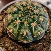 Photo of a cactus currently being identified