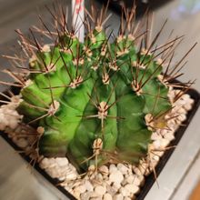 Una foto de Gymnocalycium schickendantzii