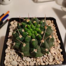 Photo of a cactus currently being identified