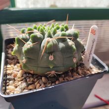 Photo of a cactus currently being identified