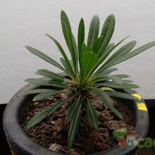 A photo of Pachypodium lamerei
