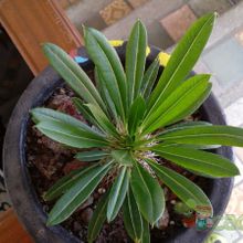 A photo of Pachypodium lamerei