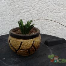 Una foto de Haworthia truncata cv. Harry Johnson