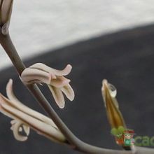 Una foto de Haworthia truncata cv. Harry Johnson