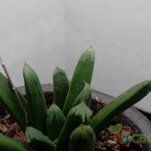 Una foto de Haworthia truncata cv. Harry Johnson