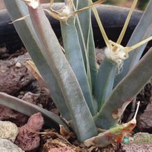 A photo of Leuchtenbergia principis