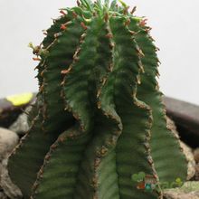 Una foto de Euphorbia polygona