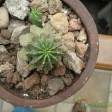 A photo of Euphorbia polygona