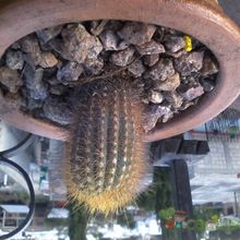 Una foto de Micranthocereus estevesii