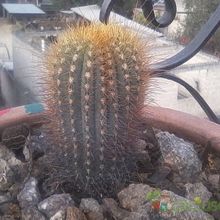 Una foto de Micranthocereus estevesii
