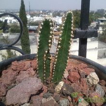 Una foto de Cereus stenogonus