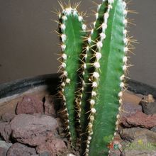 Una foto de Cereus stenogonus