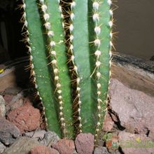 Una foto de Cereus stenogonus