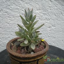 A photo of Kalanchoe tomentosa