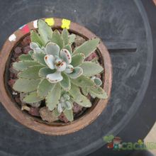 A photo of Kalanchoe tomentosa