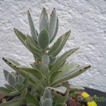 A photo of Kalanchoe tomentosa