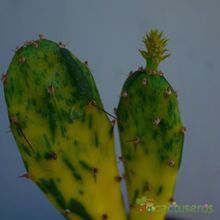 Una foto de Opuntia monacantha fma. variegada