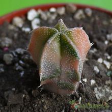 A photo of Astrophytum ornatum fma. variegada