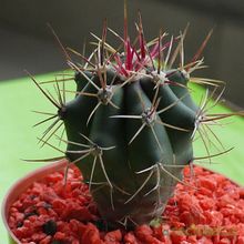 Una foto de Ferocactus cylindraceus subsp. tortulispinus