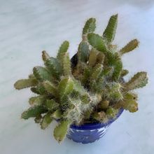 Foto de un cactus que se está identificando actualmente