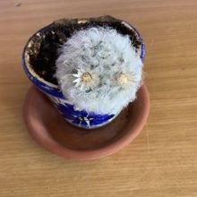 A photo of Mammillaria bocasana ssp. bocasana