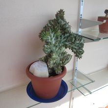 Una foto de Euphorbia lactea fma. crestada