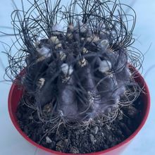 Una foto de Eriosyce crispa