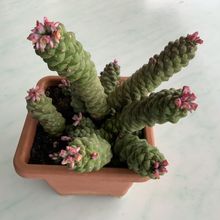 A photo of Euphorbia ritchiei
