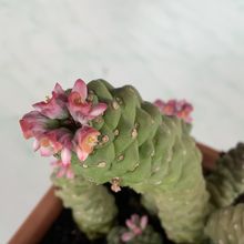 A photo of Euphorbia ritchiei