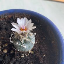 A photo of Turbinicarpus schmiedickeanus subsp. klinkerianus