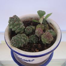 A photo of Euphorbia ritchiei