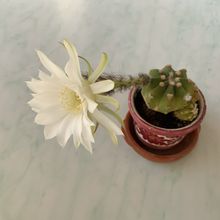 A photo of Echinopsis subdenudata