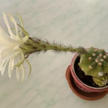 A photo of Echinopsis subdenudata