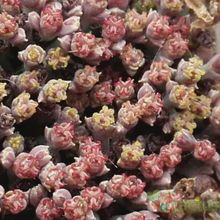Una foto de Euphorbia meloformis subsp. valida