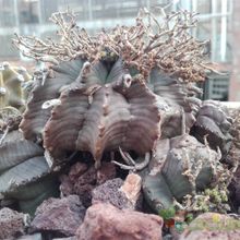 Una foto de Euphorbia meloformis subsp. valida