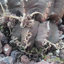 Una foto de Euphorbia meloformis subsp. valida