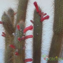 A photo of Cleistocactus hyalacanthus