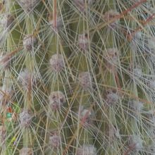 A photo of Cleistocactus hyalacanthus