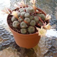 A photo of Rebutia heliosa x pulvinosa cv. sunrise (HIBRIDO)