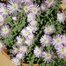A photo of Drosanthemum floribundum