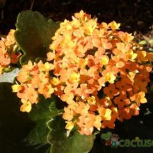 A photo of Kalanchoe blossfeldiana