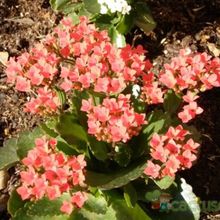 A photo of Kalanchoe blossfeldiana