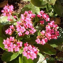 A photo of Kalanchoe blossfeldiana