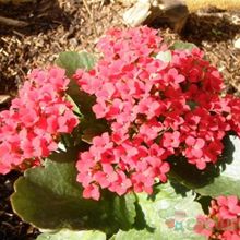 A photo of Kalanchoe blossfeldiana