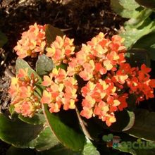A photo of Kalanchoe blossfeldiana