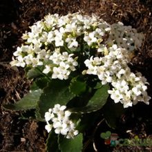 A photo of Kalanchoe blossfeldiana