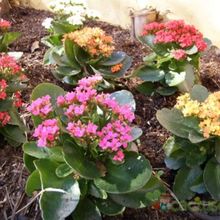A photo of Kalanchoe blossfeldiana