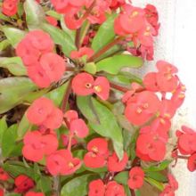 A photo of Euphorbia milii var. splendens